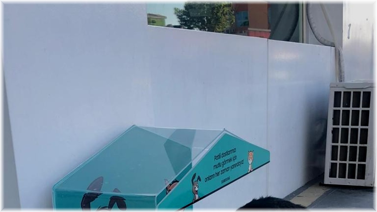 Erzurum sokak hayvanlarının yanında