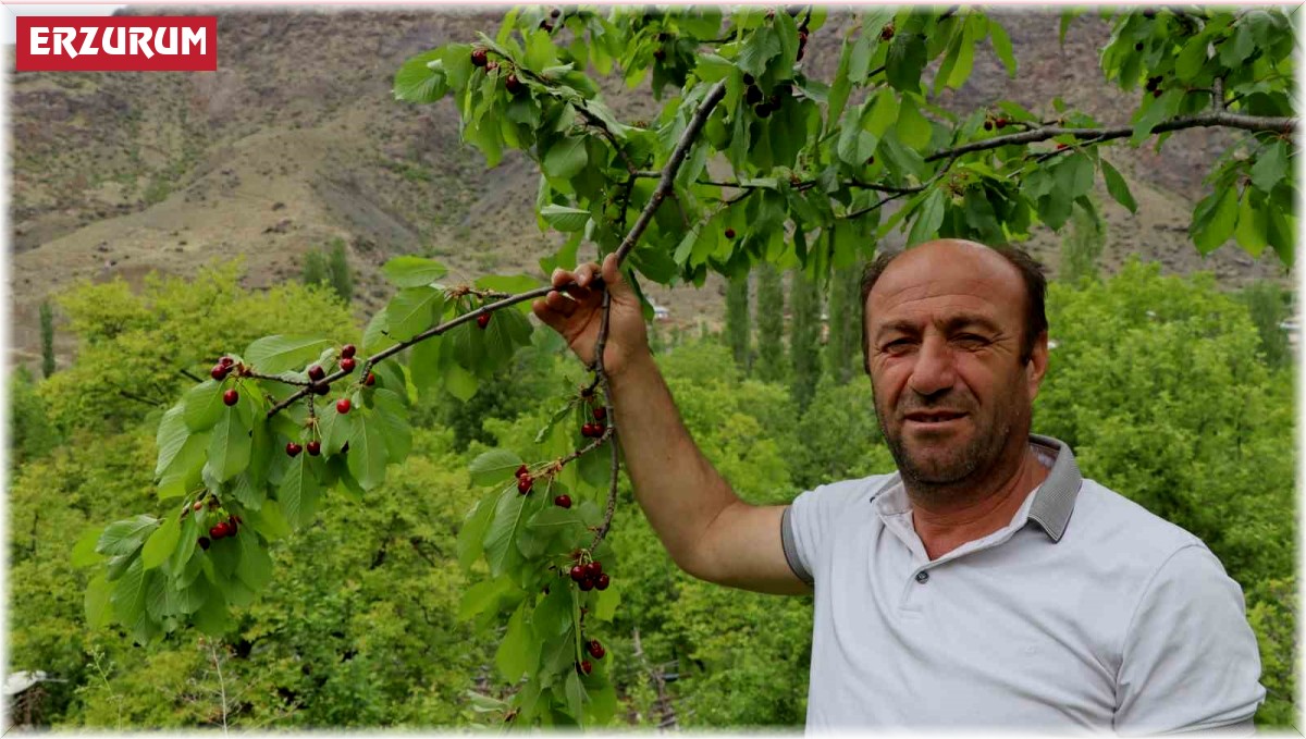 Erzurum'un dağlarında kar, bağlarında kiraz var