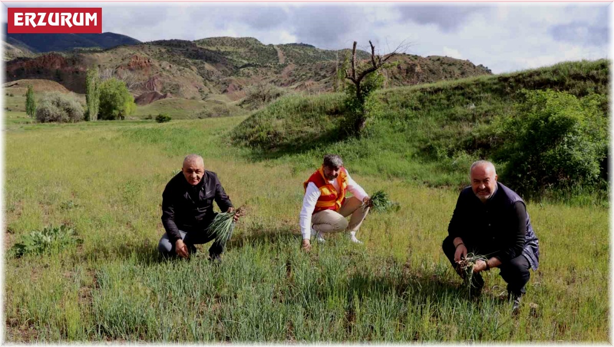 Erzurum'un dağlarında yemlik bereketi