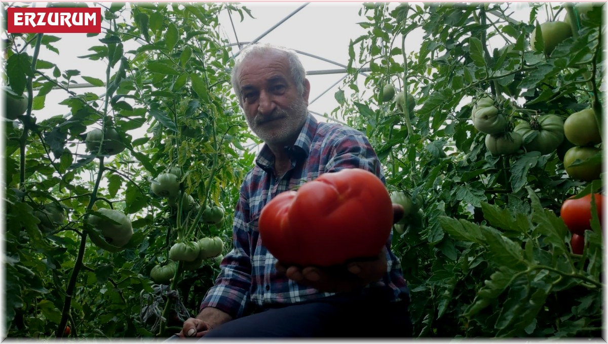 Erzurum'un dev domatesleri