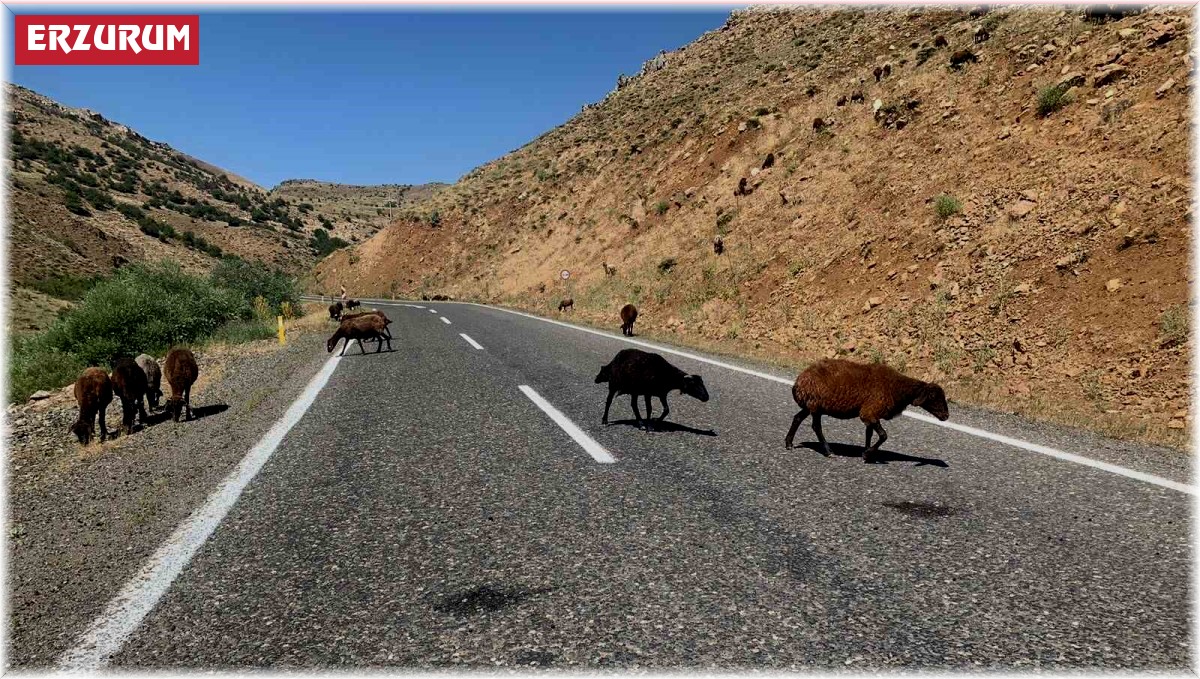 Erzurum Valiliğinden ceza açıklaması