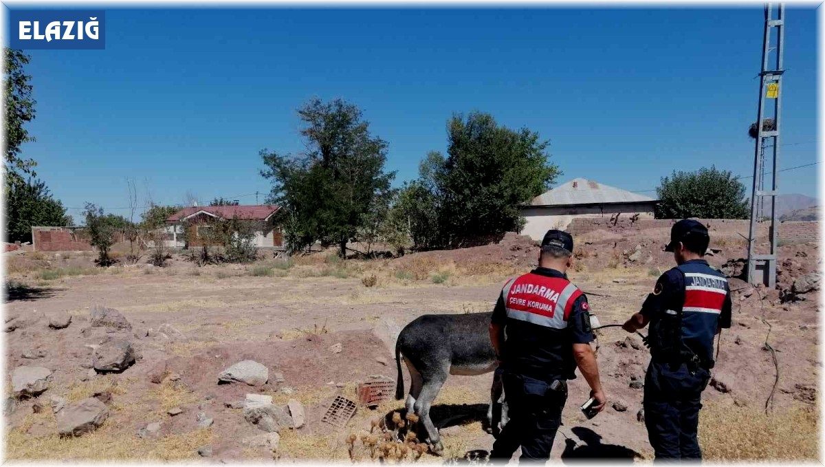 Eşekleri traktörün arkasına bağlayıp sürüklemişti, o sürücü bulundu ceza kesildi