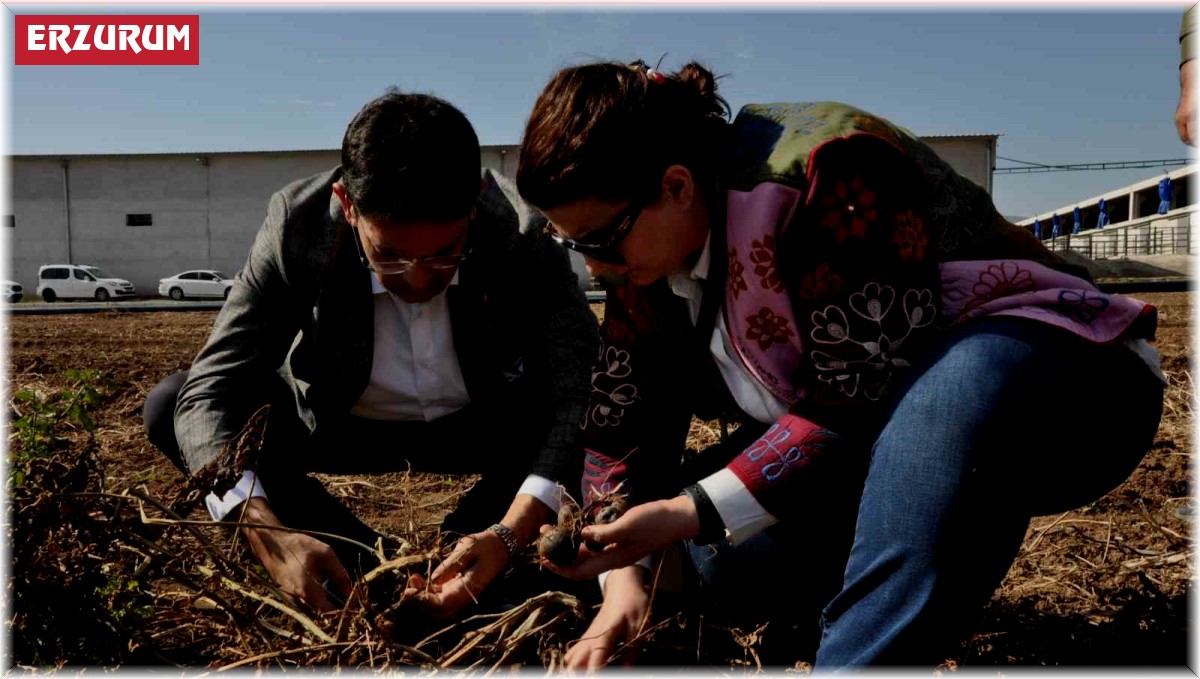 ETB'den mor patates ilgisi