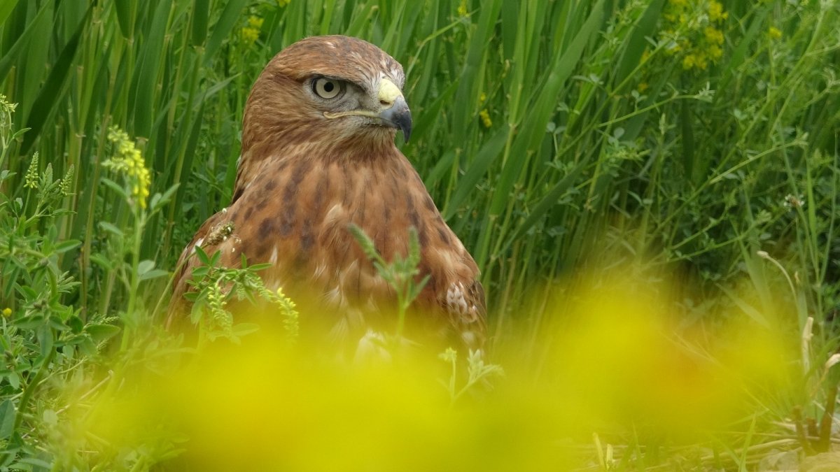 Evcilleştirilen kızıl şahin yaban hayata hazırlanıyor