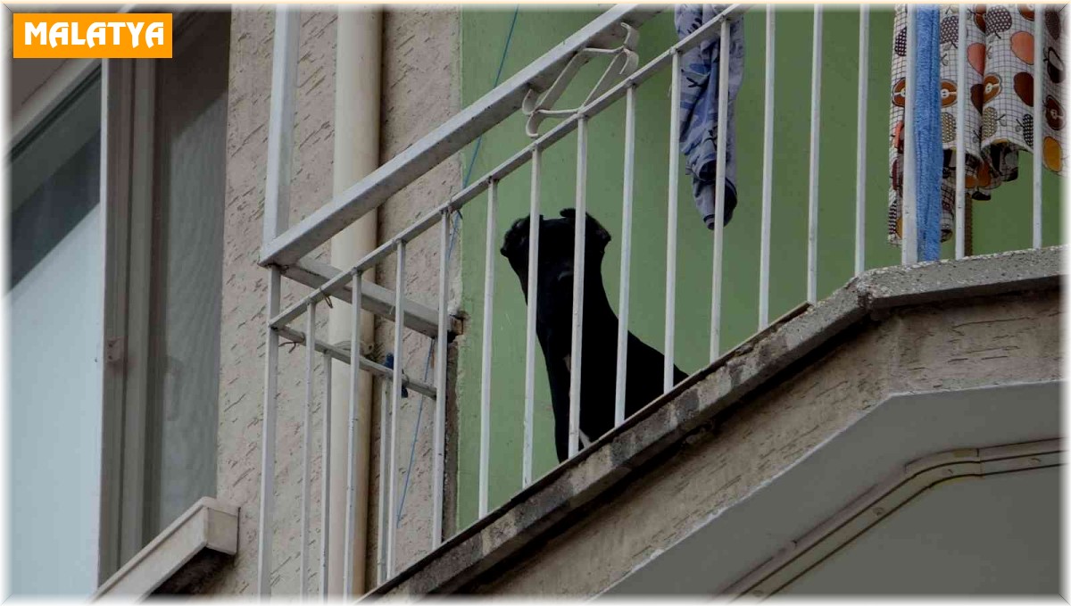 Evde bırakılarak misafirliğe gidilen köpek, polisi alarma geçirdi