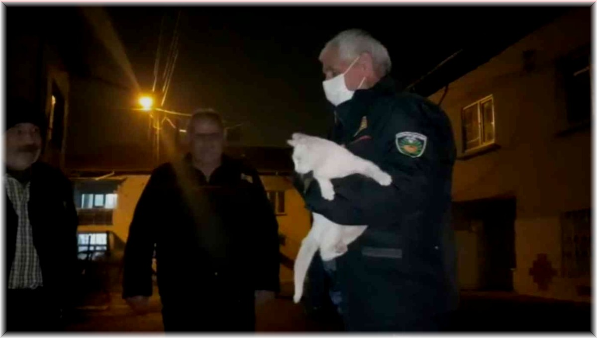 Evden kaçan Van kedisi ağaçta mahsur kaldı, itfaiye kurtardı