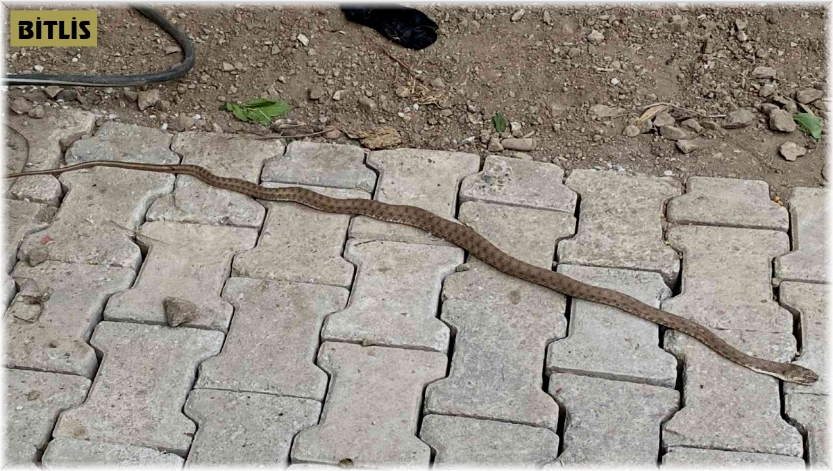 Eve giren yılanı itfaiye ekipleri çıkardı