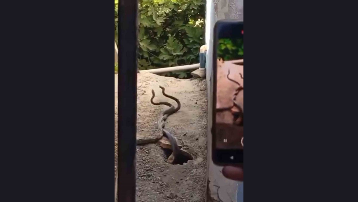 Evin içinden çıkan 2 metrelik yılanlar paniğe neden oldu