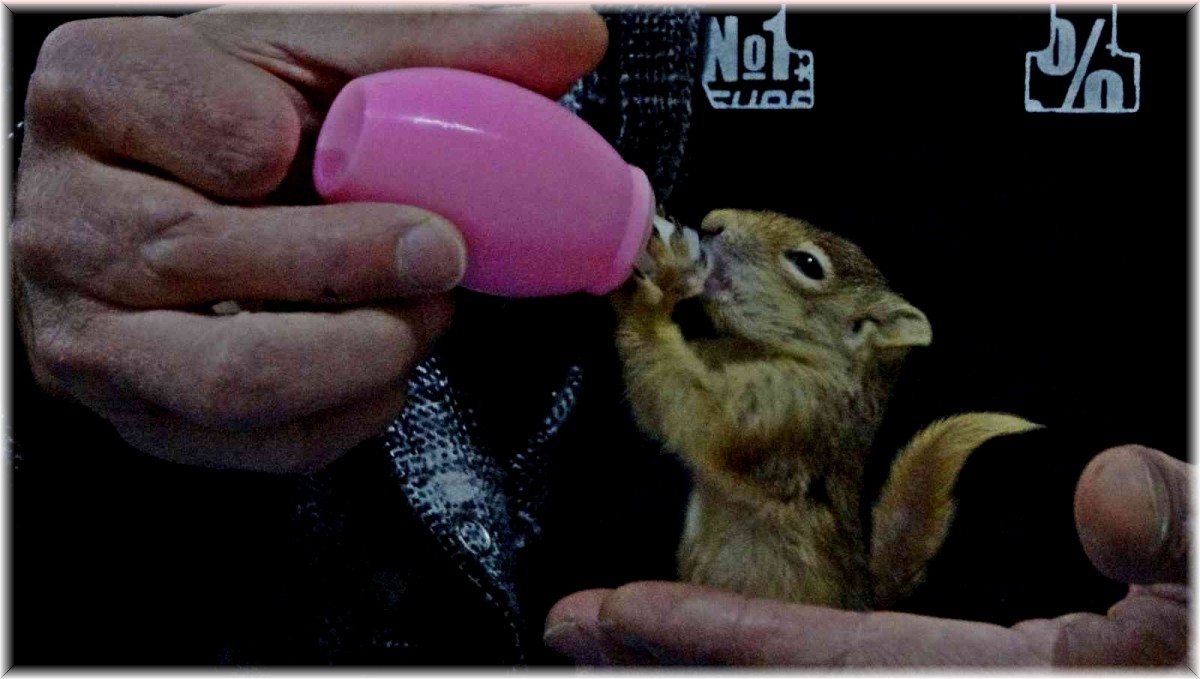 Evine aldığı yavru sincabı biberonla besliyor