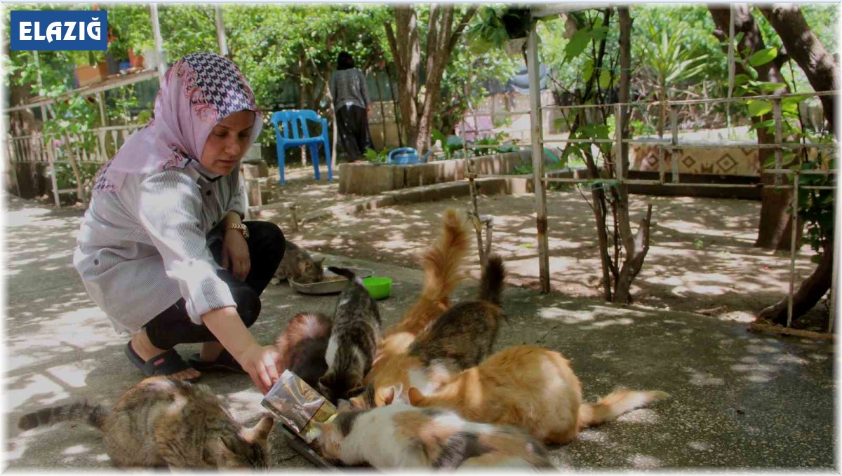 Evini sokak kedilerine açtı, sokak hayvanlarının annesi oldu