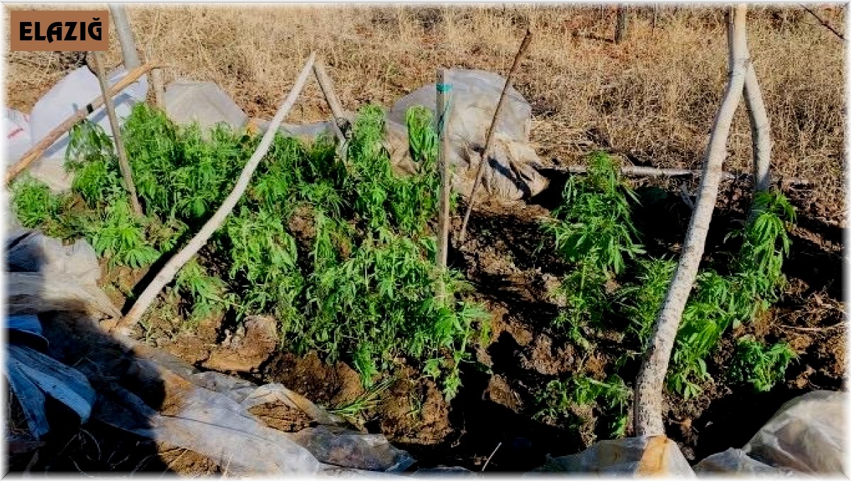 Evinin bahçesindeki serada uyuşturucu ekmiş