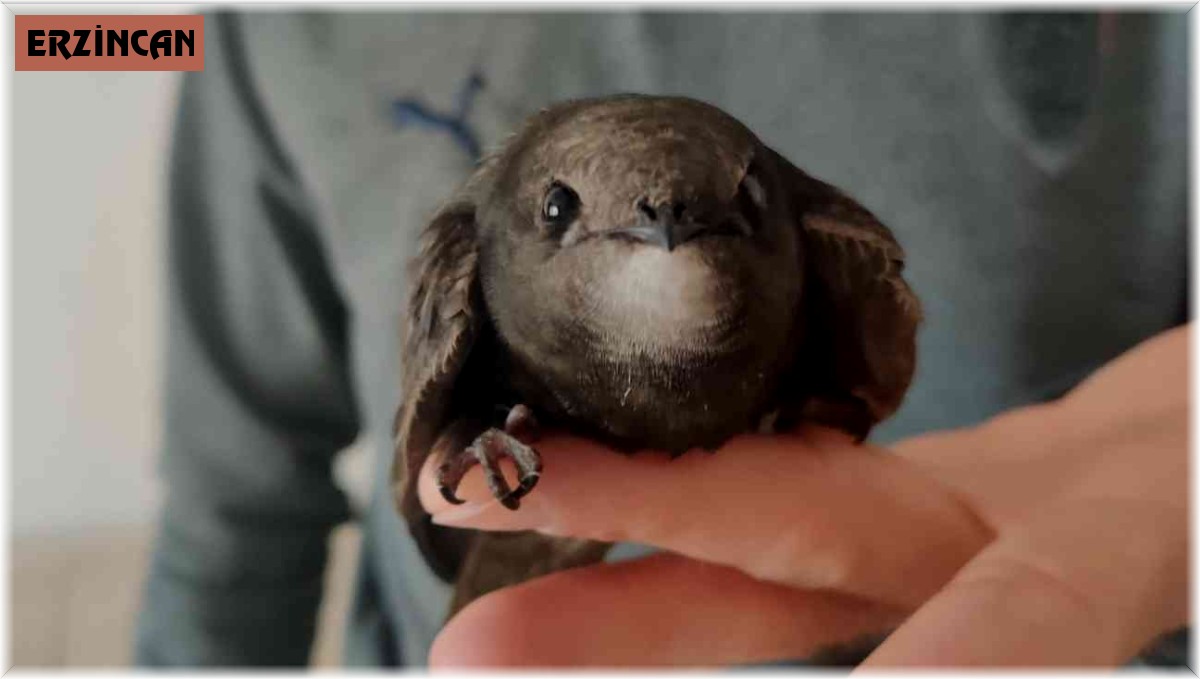 Evinin balkonunda ebabil kuşu buldu