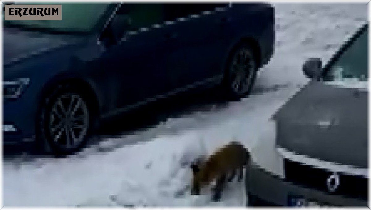 Evlerinin önüne kadar gelen tilkiyi elleriyle beslediler