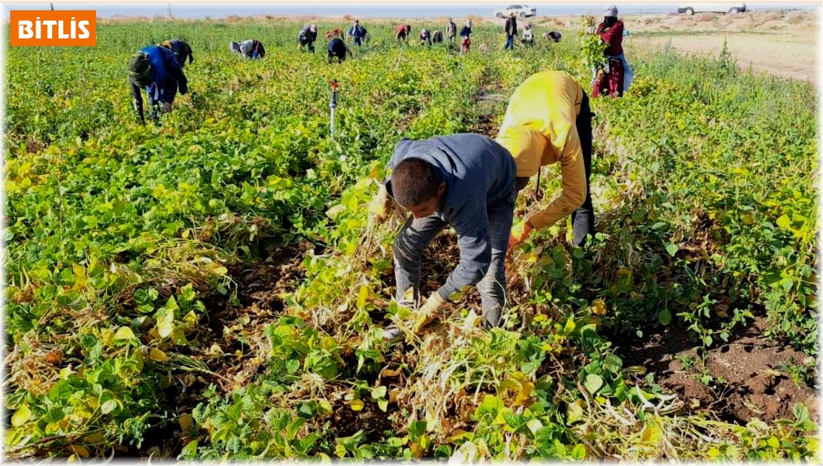 Fasulye hasadı çiftçilerin yüzünü güldürdü