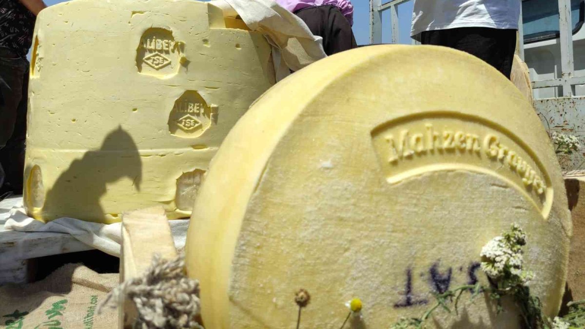 Festivale 1 tonluk kaşar damga vurdu