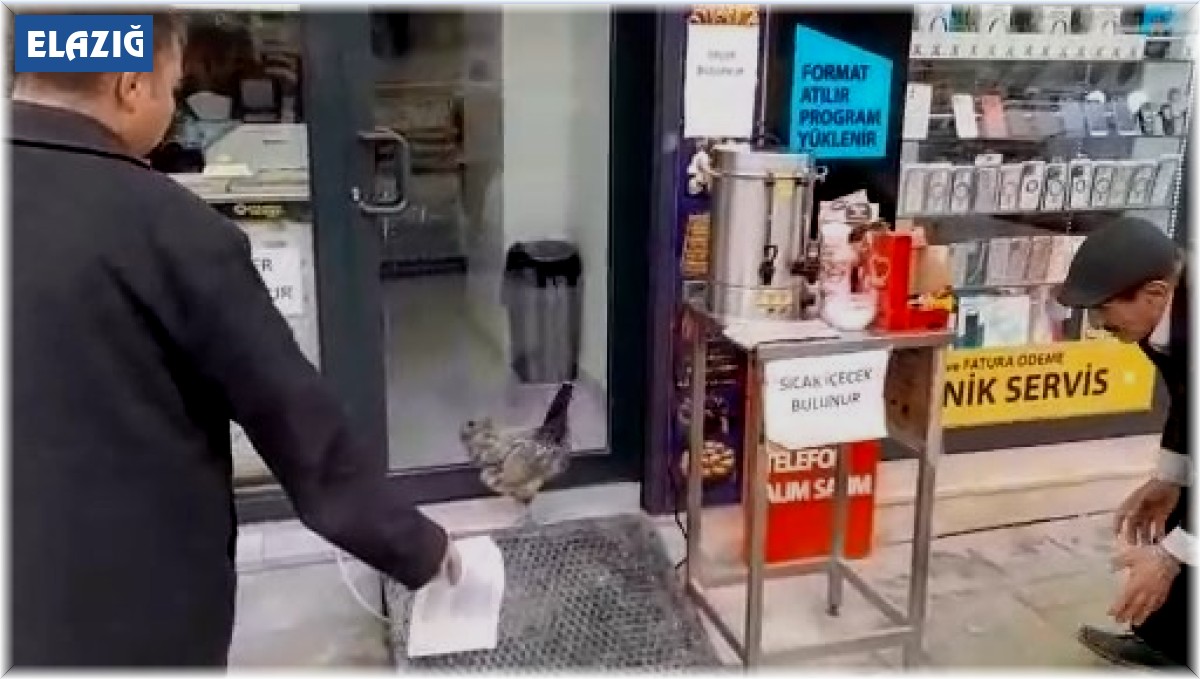 Firari tavuğu yakalamak için dakikalarca uğraştı