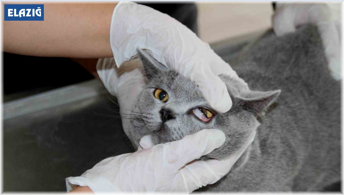 Fırat Üniversitesi Hayvan Hastanesi'nde 5 ayda 3 bin hayvan tedavi edildi