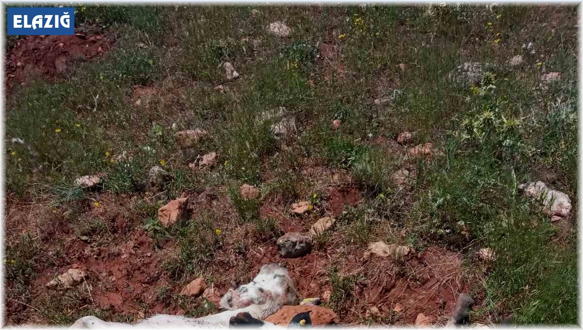 Fırtına ve yağmur 10 koyun telef etti