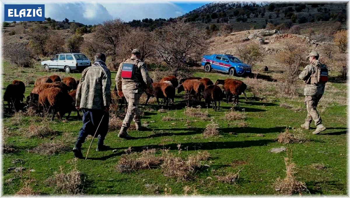 Fırtınada kaybolan koyunlar jandarma tarafından bulundu