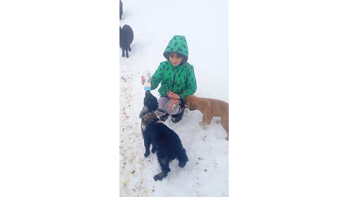 Fırtınada kaybolan kuzu 3 gün sonra sağ bulundu