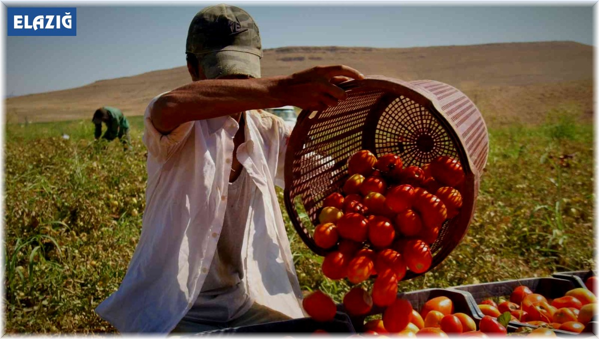 Fiyat farkını görenler neye uğradıklarını şaşırıyor: Domates tarlada 2 buçuk, markette 13 liraya satılıyor