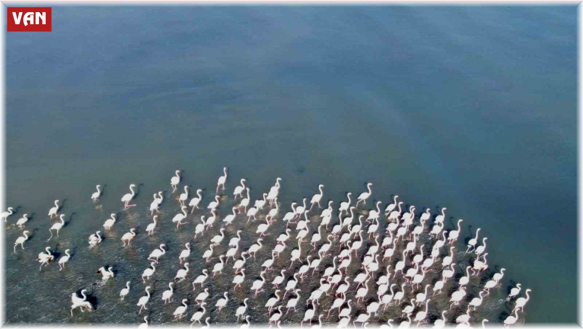 Flamingolar artık kışın da Van Gölü havzasında kalıyor