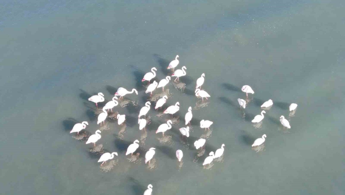 Flamingolar bu yıl da Van'dan göç etmedi