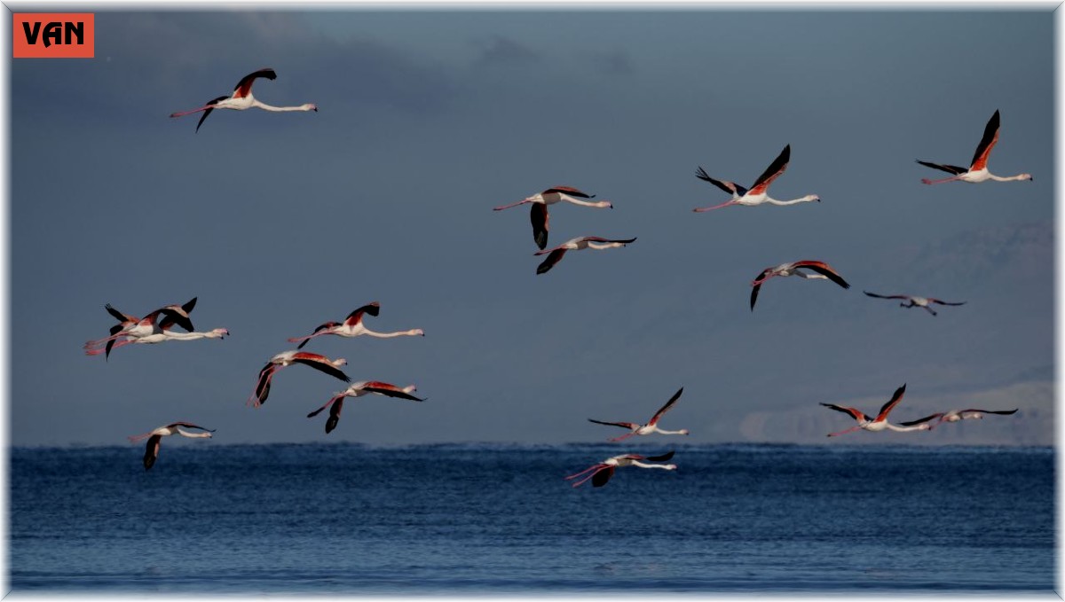 Flamingolar kış mevsiminin gelmesine rağmen Van'ı terk etmedi