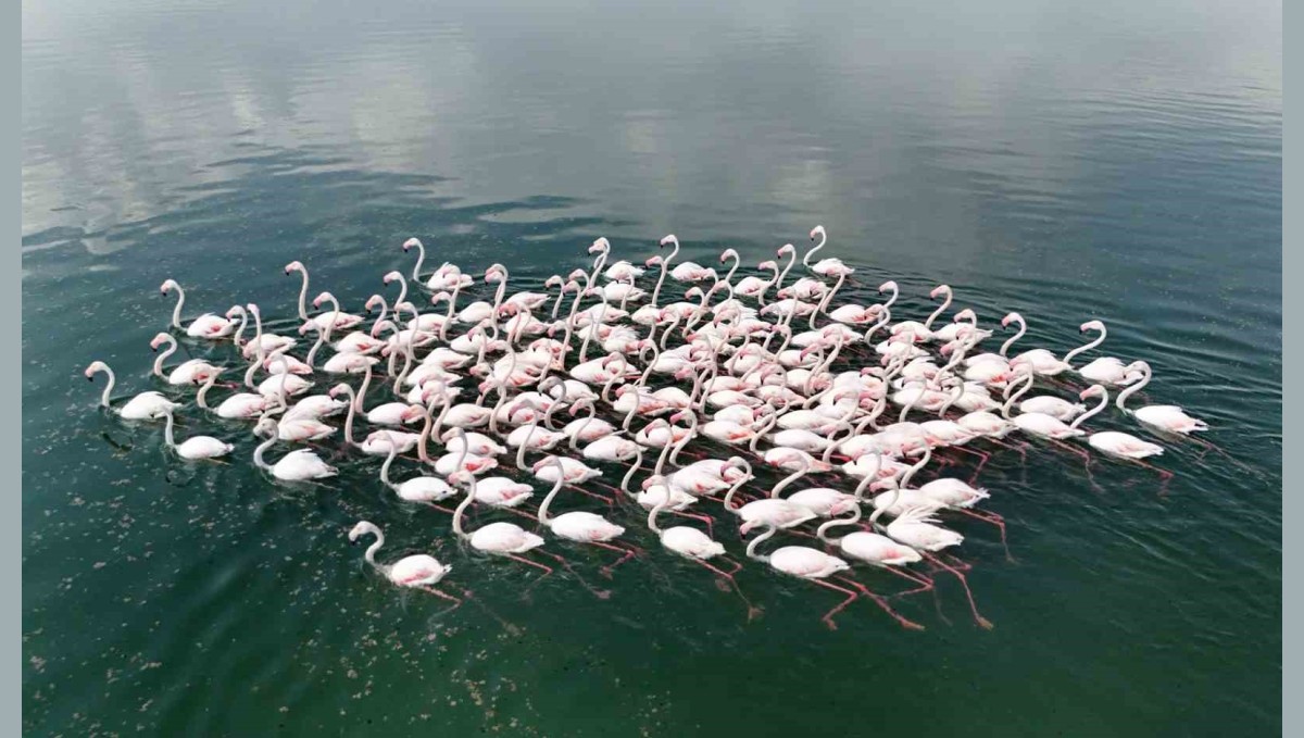 Flamingoların Van Gölü kıyılarında renkli dansı hayranlık uyandırıyor
