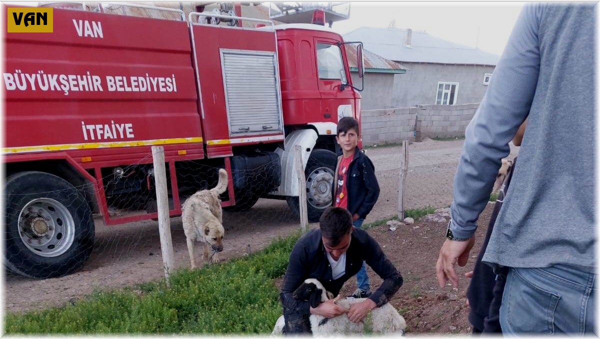 Foseptik çukuruna düşen kuzu itfaiye tarafından kurtarıldı