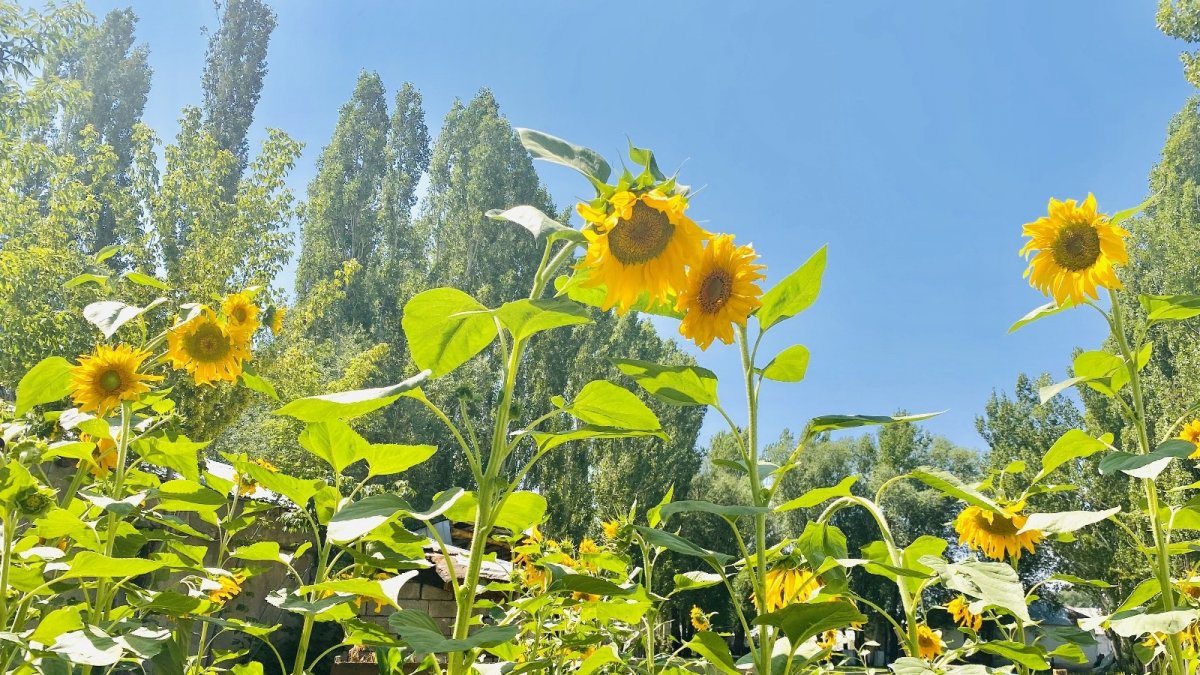Fotoğraf tutkunlarının yeni adresi: Ayçiçeği tarlaları
