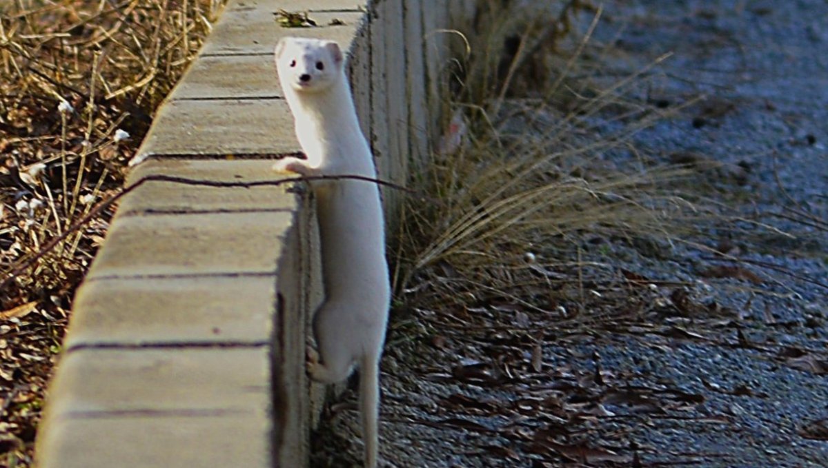 Fotoğrafçı Nusret Atlas o anı yakaladı: Tatvan’da nadir görülen "Beyaz Gelincik" objektiflere böyle yansıdı