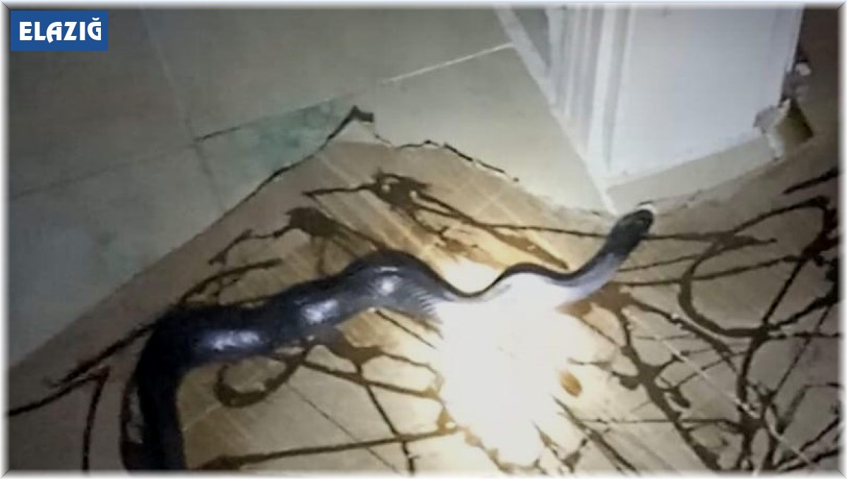 Gafil avlanan yılan, fare kapanına takıldı