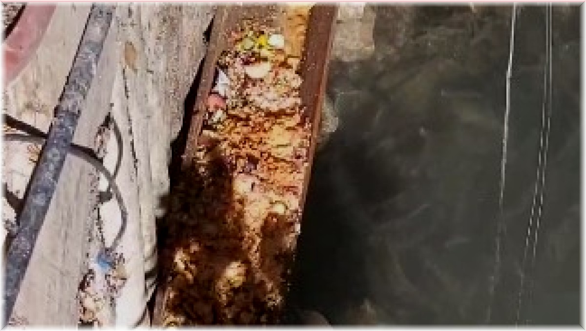 Gagası ile balıkları besleyen kuğu görenleri şaşırttı