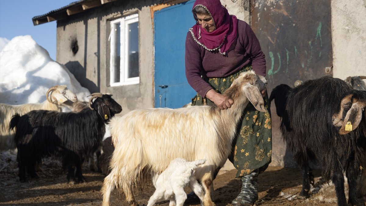Gece Boyu Nöbet, Zor Doğumlar: Tunceli’de Besiciler Yavrular İçin Seferber