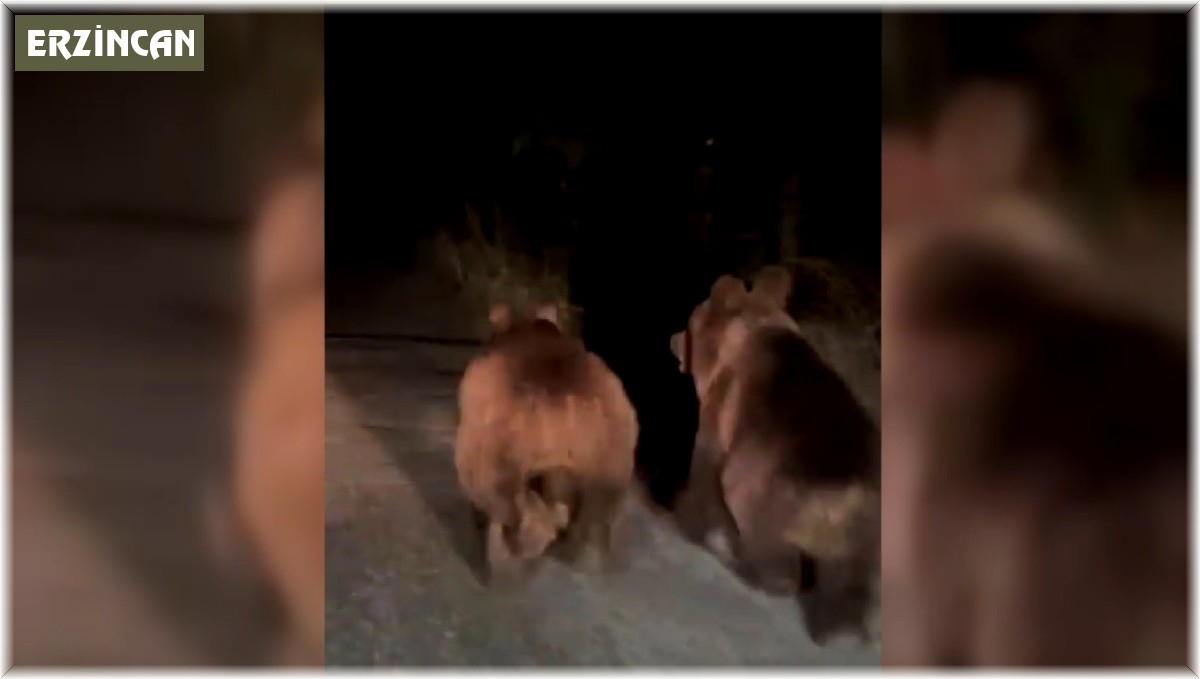 Gece otomobilin önünde koşan iki ayı cep telefonuyla görüntülendi