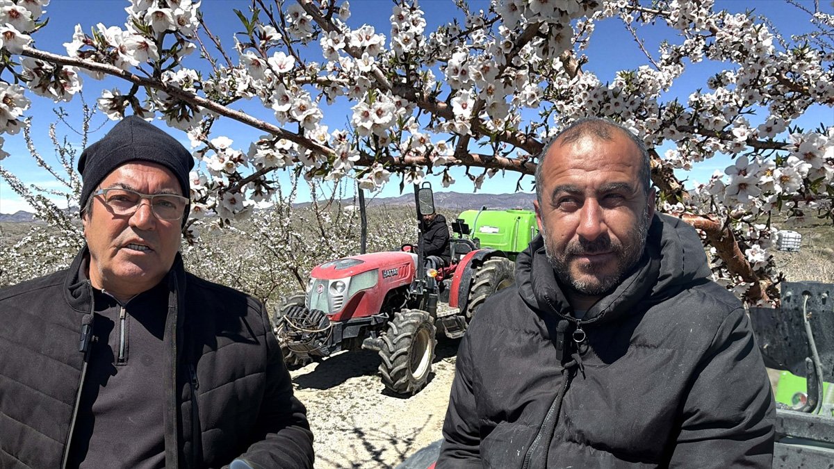 Geçen yıl don vurmuştu, bu yıl çiçekler umut oldu: Elazığ’da bademde yüksek rekolte beklentisi