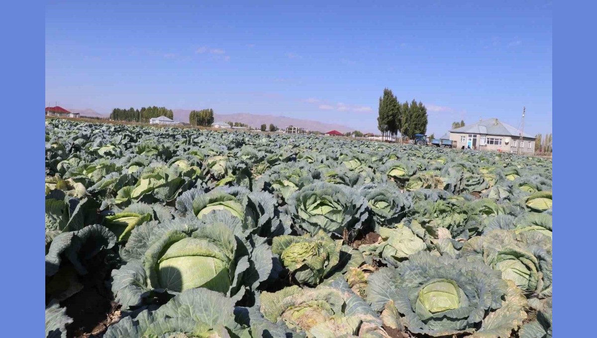 Geçen Yıldan Daha Yüksek Verim: Patnos'ta Lahana Hasadı Başladı