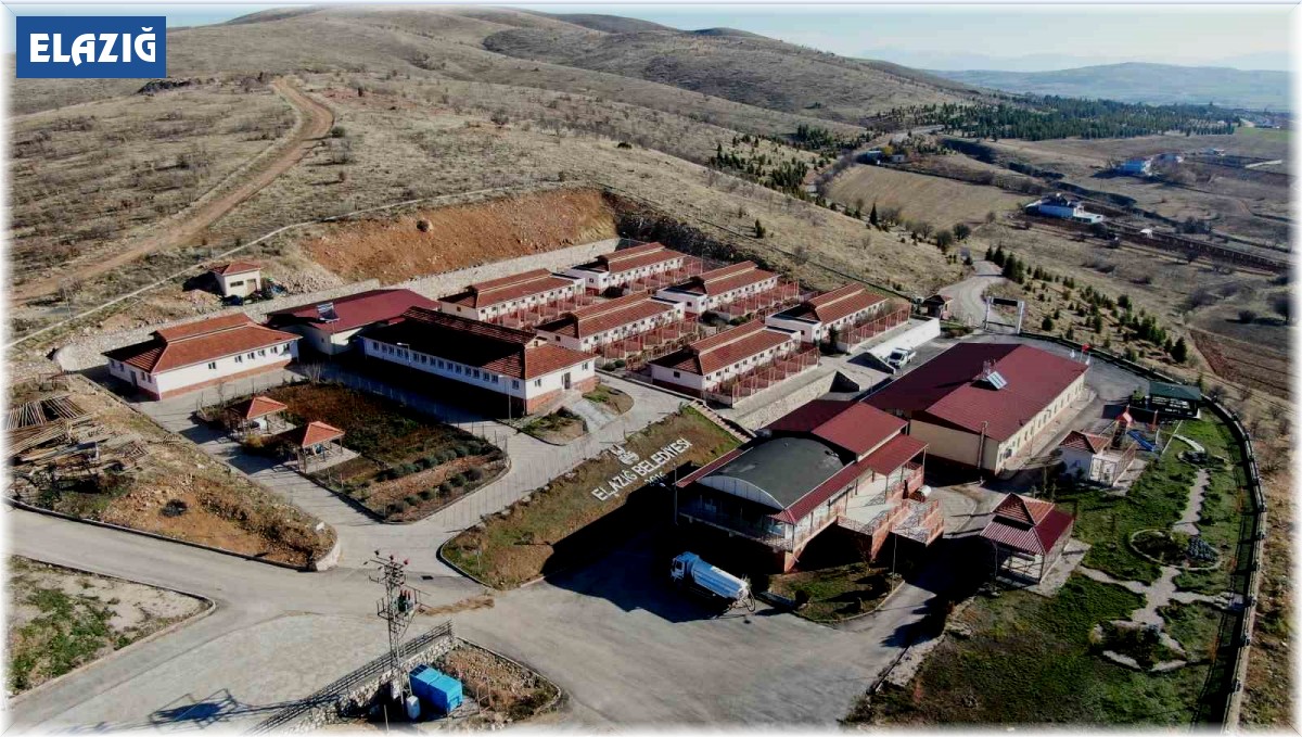 Geçici Hayvan Bakımevi ve Rehabilitasyon Merkezi'nde bir yılda 11 bin hayvan tedavi edildi