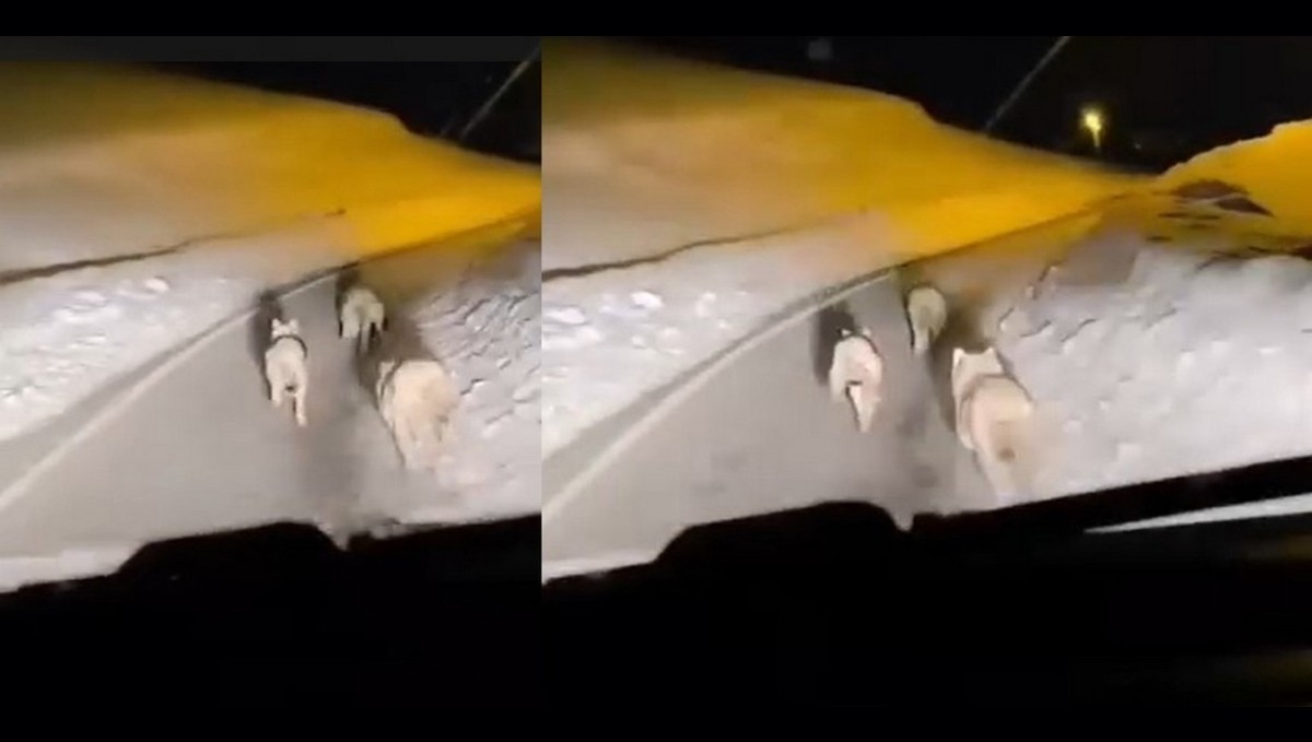 Geçitli köyüne inen kurt sürüsü görüntülendi