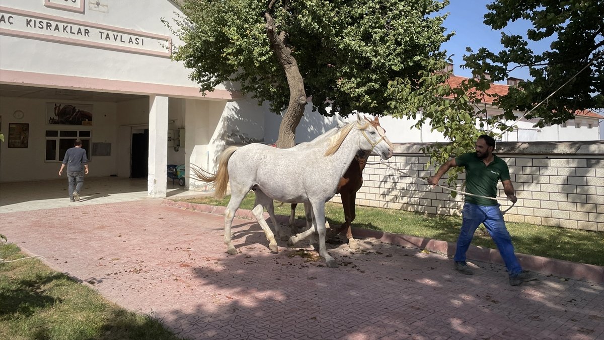 Geleceğin şampiyonu taylar annelerinden ayrılıp yeni tavlalara alındı