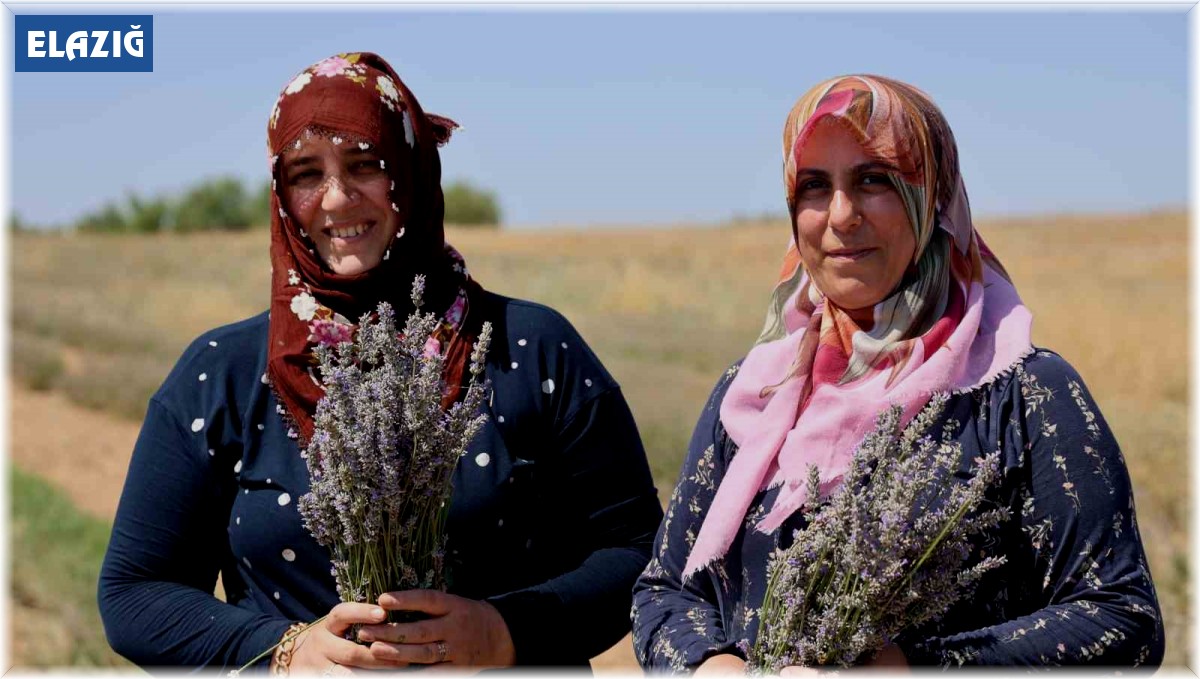 Gelin-görümce sırt sırta verdi, lavanta bahçesi kurdu