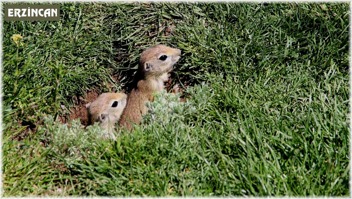 Gelinciklerin kamera şaşkınlığı