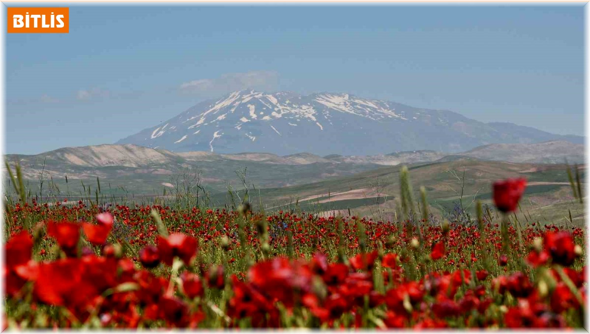 Gelinciklerin Süphan Dağı ile oluşturduğu manzara hayran bırakıyor