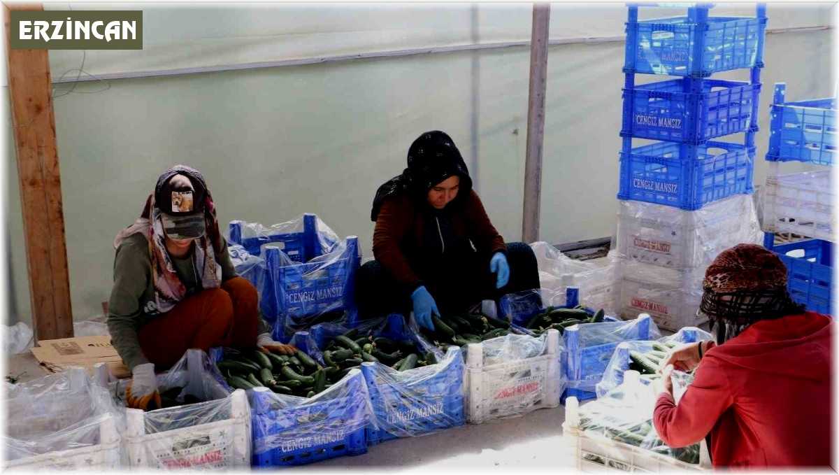 Genç girişimciler Erzincan'da tarıma yatırım yapıyor