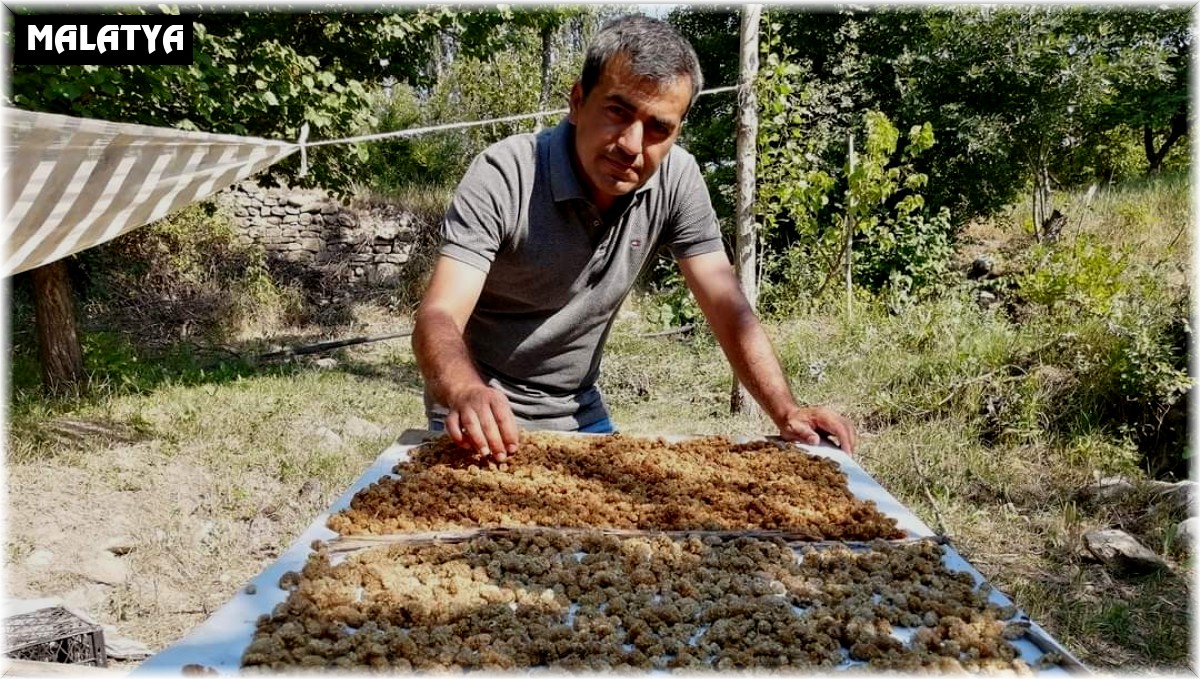 Genç girişimcinin ektiği dutlar yüz güldürdü