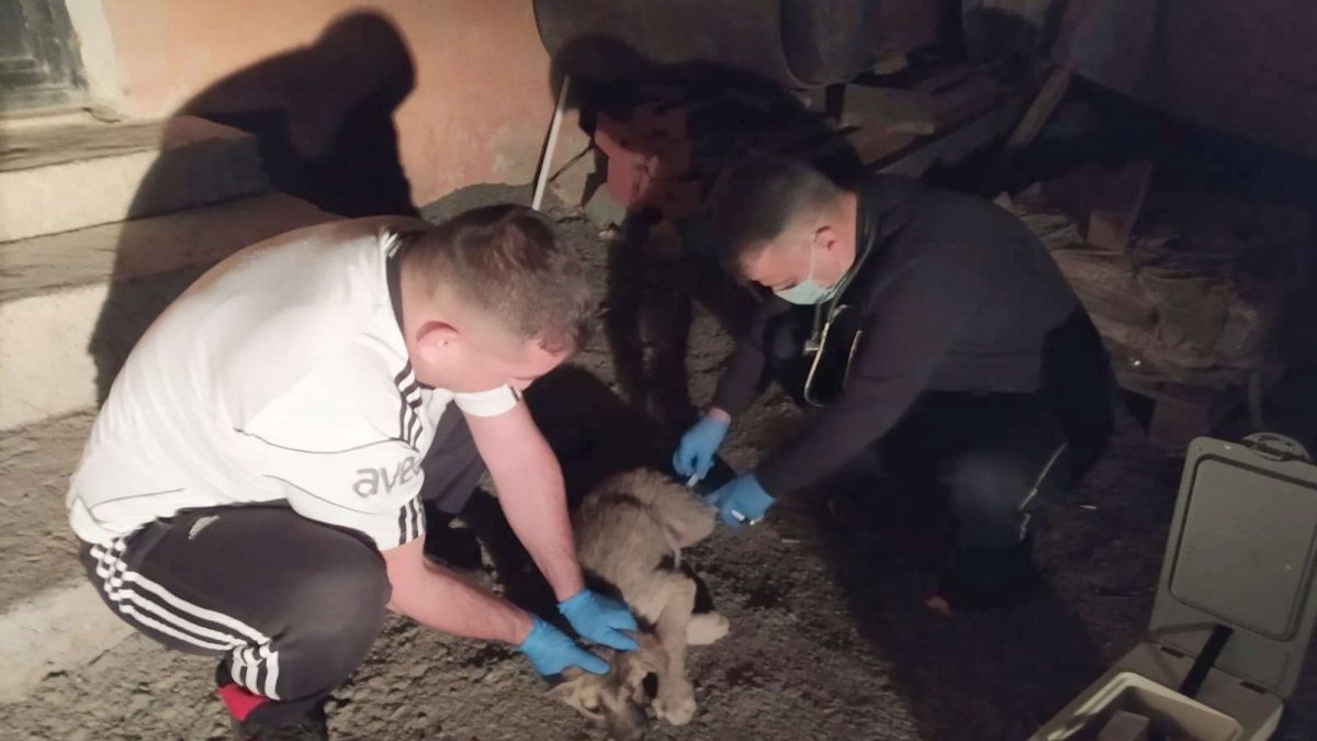 Gençlik hastalığına yakalanan yavru köpek tedavi altına alındı