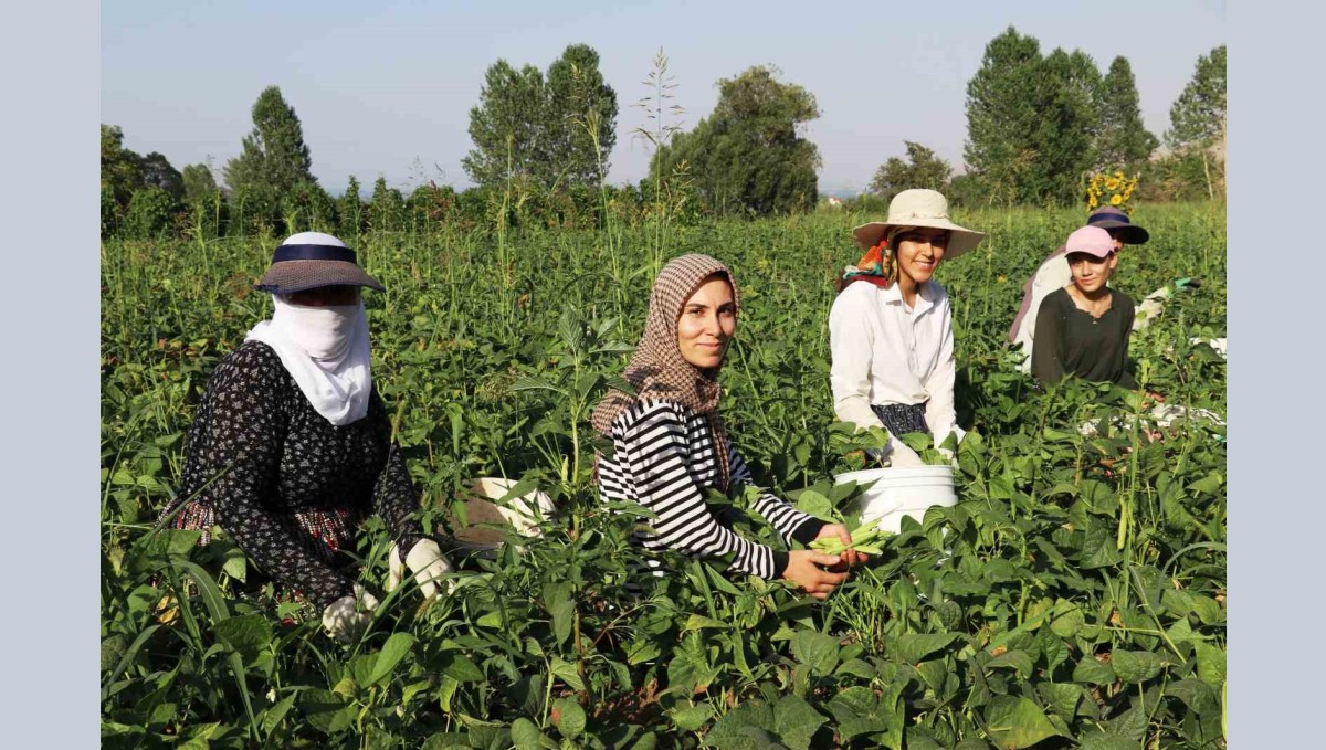 Gevaş fasulyesi girişimci kadınların eliyle değerleniyor