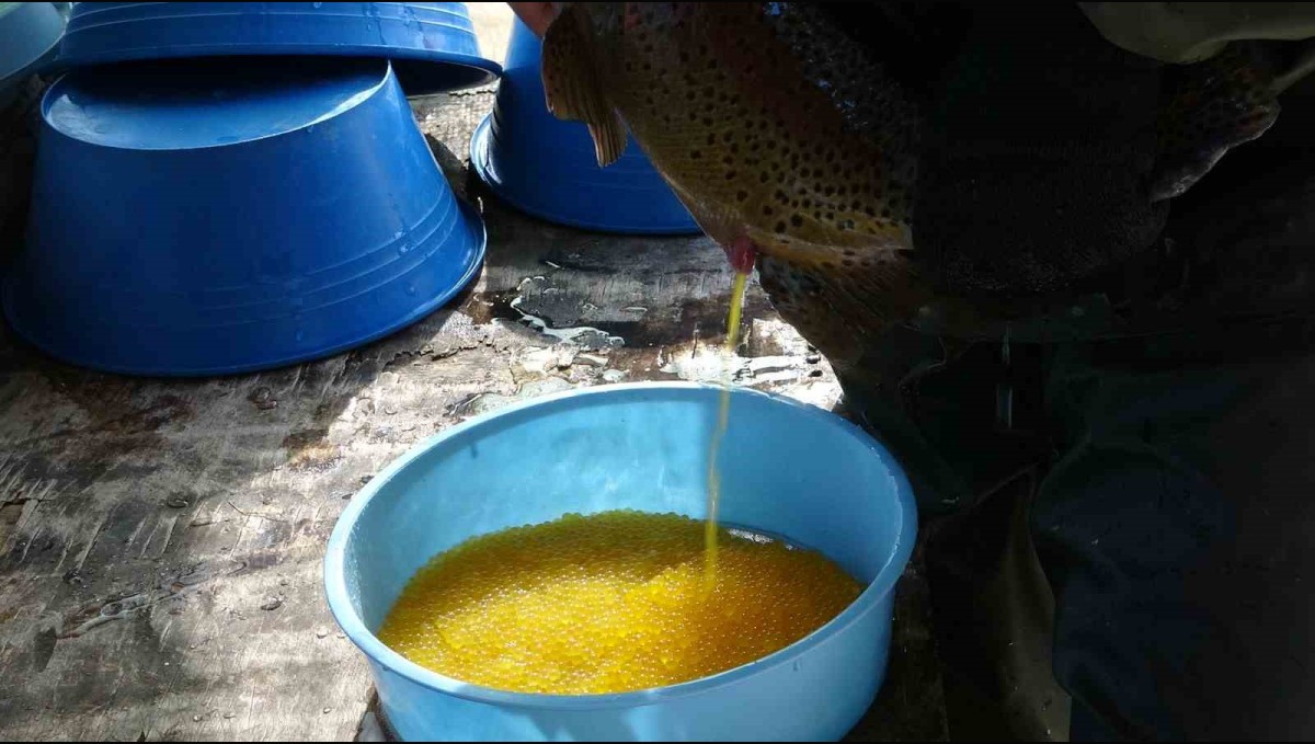 Gevaş'ta alabalık sağımı yapıldı