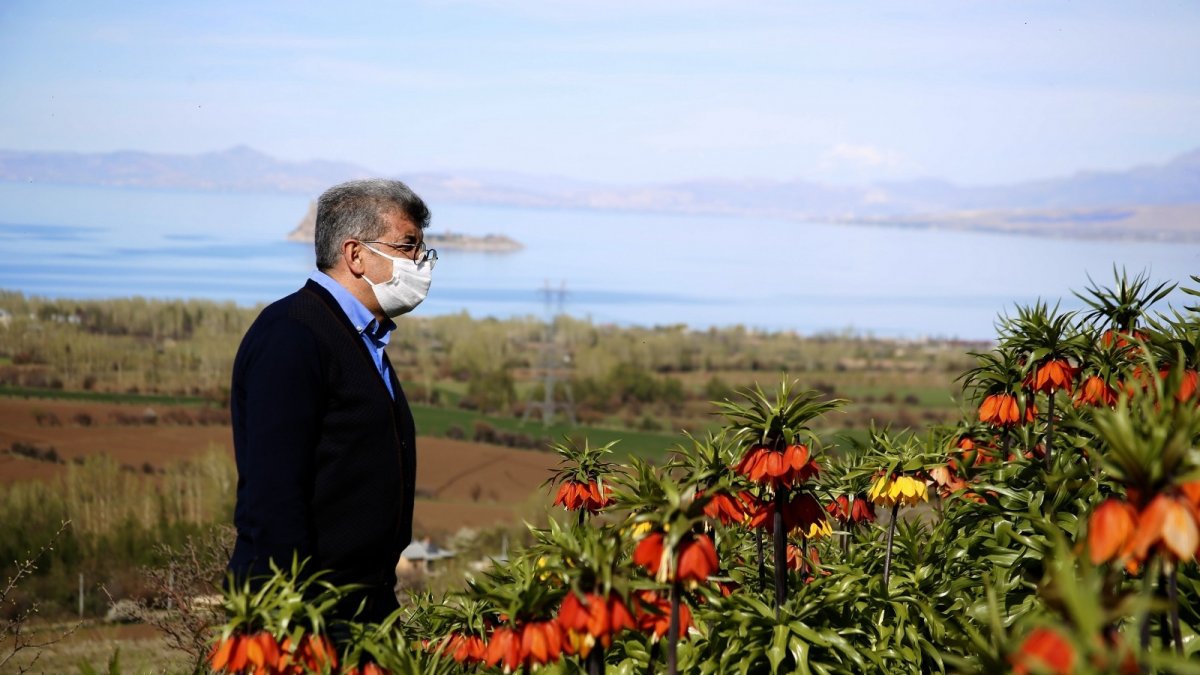 Gevaş'ta ters laleler rengarenk çiçek açtı